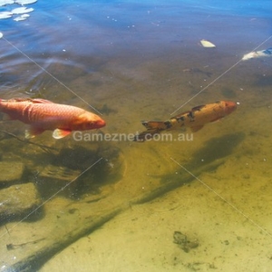 Koi Fish in pond - Gameznet Royalty Free Stock Media