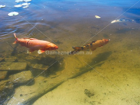 Koi Fish in pond - Gameznet Royalty Free Stock Media