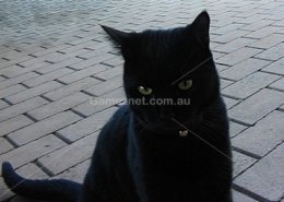 black cat on pavers - Gameznet Royalty Free Stock Media