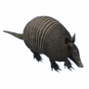 Armadillo-transaparent-gameznet-free-greenscreen-assets Armadillo-transaparent-gameznet-free-greenscreen-assets