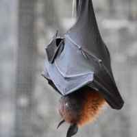 bat-giant-mammals-night-nature-frugivore-nocturne 