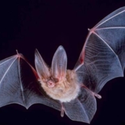 Big-eared-townsend-fledermaus Big-eared-townsend-fledermaus
