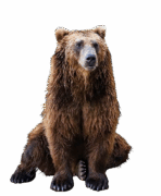 bear-transparent-background-gameznet