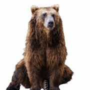 bear-transparent-background-gameznet bear-transparent-background-gameznet