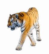 animal-2057646_960_720