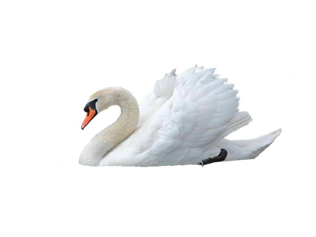 swan-png-transparent-images-174114-7900831