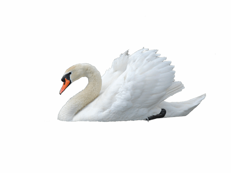 swan-png-transparent-images-174114-7900831 swan-png-transparent-images-174114-7900831