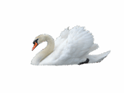 swan-png-transparent-images-174114-7900831