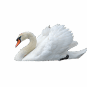 swan-png-transparent-images-174114-7900831 swan-png-transparent-images-174114-7900831