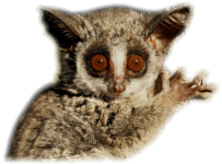 Bush Baby Transparent Images