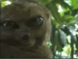 bush-baby-gameznet-animated-gifs bush-baby-gameznet-animated-gifs