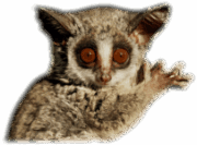 Bush Baby Transparent Images