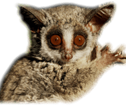 Bush Baby Transparent Images Bush Baby Transparent Images