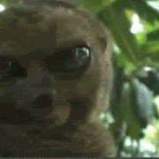 bush-baby-gameznet-animated-gifs bush-baby-gameznet-animated-gifs