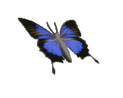 animated-butterfly-gif-005