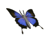 animated-butterfly-gif-005 animated-butterfly-gif-005