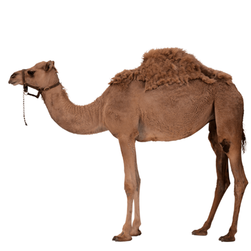 camel-transparent-image-gameznet-01