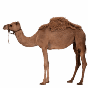 camel-transparent-image-gameznet-01 camel-transparent-image-gameznet-01