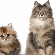 cat-kitten-transparent-background-images-gameznet-01 cat-kitten-transparent-background-images-gameznet-01