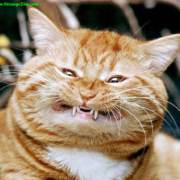 Royalty Free Cat Image Gallery Royalty Free Cat Image Gallery