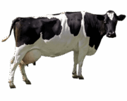 cow-transparent-background-gameznet-01
