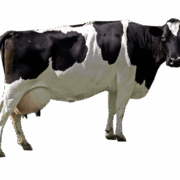 cow-transparent-background-gameznet-01 cow-transparent-background-gameznet-01