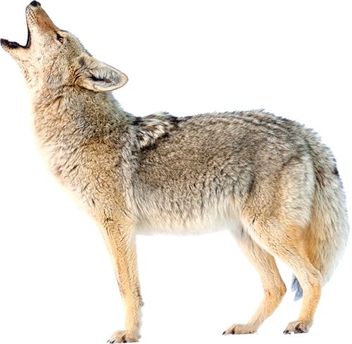 coyote-transparent-background-gameznet-16