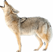 coyote-transparent-background-gameznet-16