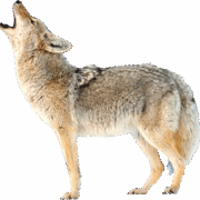 coyote-transparent-background-gameznet-16 coyote-transparent-background-gameznet-16