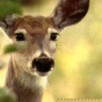 deer-public-domain-gameznet-00018 