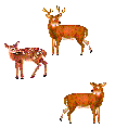 gameznet-animated-deer-001 gameznet-animated-deer-001
