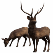 deer-transparent-background-gameznet-16 deer-transparent-background-gameznet-16