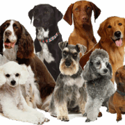 dogs-transparent-background-gameznet-20 dogs-transparent-background-gameznet-20