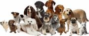 dogs-transparent-background-gameznet-20
