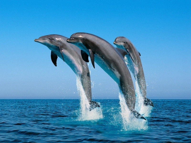 3-Dolphins-jumping 3-Dolphins-jumping