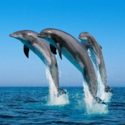 3-Dolphins-jumping 3-Dolphins-jumping
