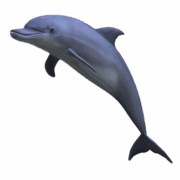 dolphin-transparent-background-gameznet-05 dolphin-transparent-background-gameznet-05
