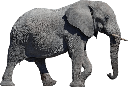 elephant-transparent-background-gameznet-01
