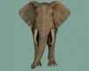gameznet-animated-elephant-006 gameznet-animated-elephant-006