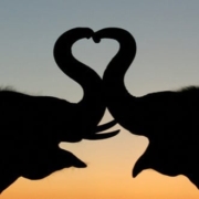 060214_animal_love 060214_animal_love