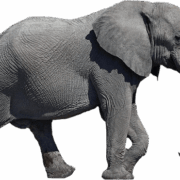 elephant-transparent-background-gameznet-01 elephant-transparent-background-gameznet-01