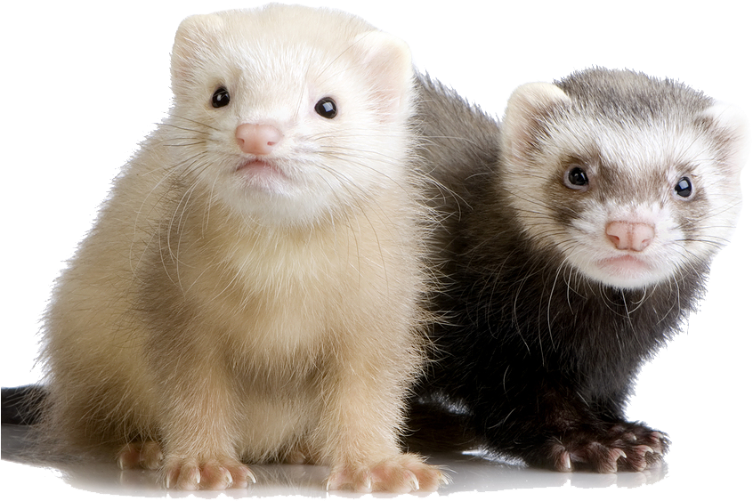 ferret-transparent-background-imagers-gameznet-01