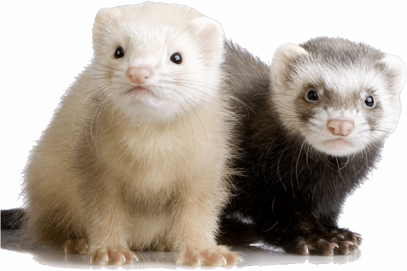 ferret-transparent-background-imagers-gameznet-01 ferret-transparent-background-imagers-gameznet-01