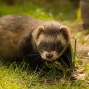 ferret-photo-gameznet-01 ferret-photo-gameznet-01