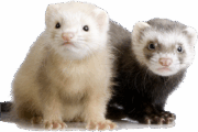 ferret-transparent-background-imagers-gameznet-01