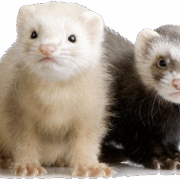 ferret-transparent-background-imagers-gameznet-01 ferret-transparent-background-imagers-gameznet-01