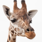brown-and-white-giraffe brown-and-white-giraffe