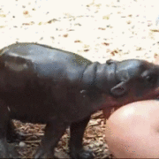 hippo-anuimated-gifs hippo-anuimated-gifs