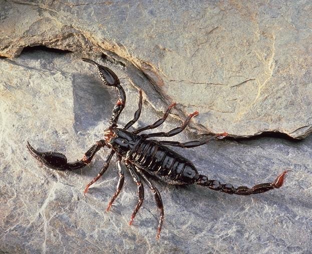 SCORPION SCORPION