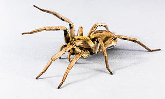 brown-wolf-spider-close-up-photo-thumbnail brown-wolf-spider-close-up-photo-thumbnail